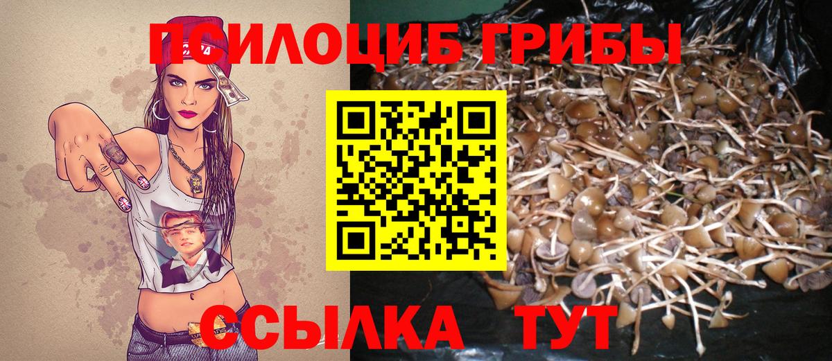 Галлюциногенные грибы Psilocybe Грозный